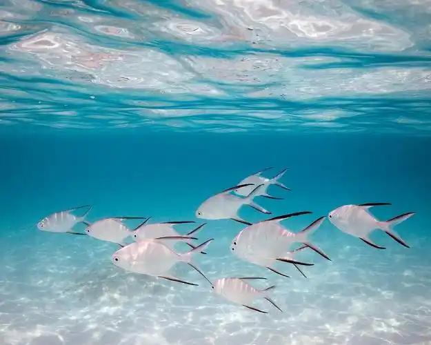神奇美丽的海底世界鱼群高清桌面壁纸下载
