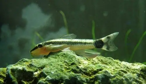 拐棍鱼能够整个身体成45°斜浮在水中,成为热带鱼群体中的又一亮点