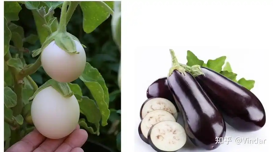 一直知道茄子英文是eggplant也没多想今天听播客老外说因为茄子长得像