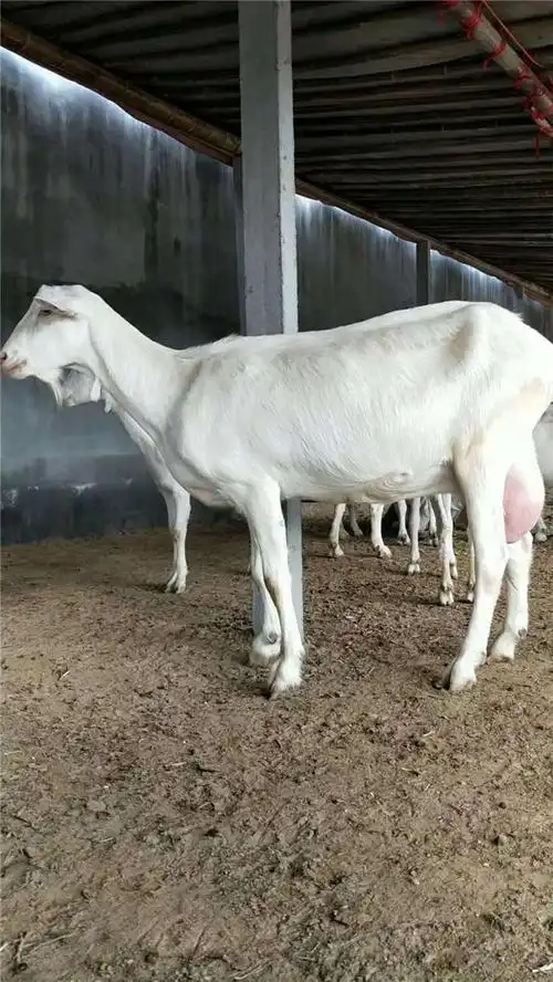 锦州莎能奶山羊企业新闻