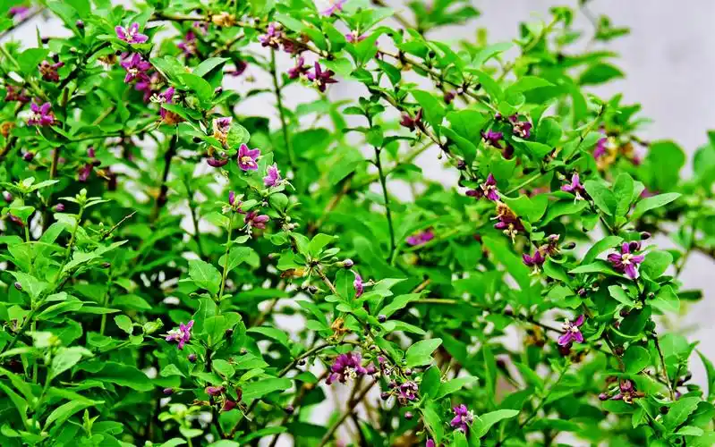 我家枸杞花正艳