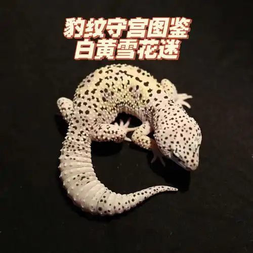 豹纹守宫图鉴白黄雪花迷