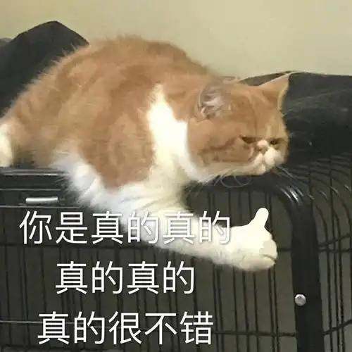 你是真的真的很不错猫咪表情包猫咪真的不错表情
