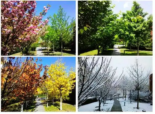 天格这款实木地板春夏秋冬四季都能用