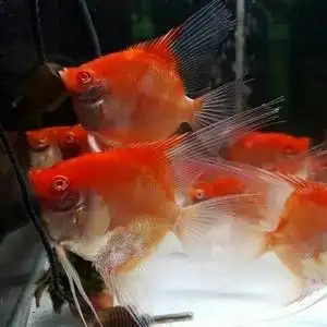 红魔鬼神仙鱼红眼红魔鬼燕鱼大红袍净版无黑斑热带观赏鱼燕鱼包邮