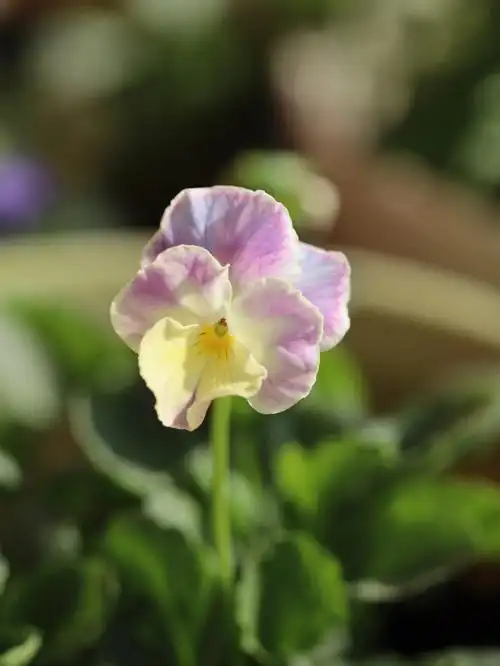 过来开花这个花色真是意外之喜了淡黄淡紫淡蓝渐变叠加奶呼呼的梦幻感