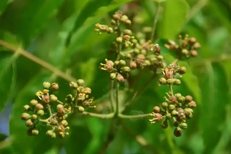 黄檗树小花原创拍摄