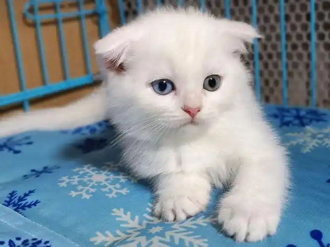 家养的萌哒哒的纯白色苏格兰折耳猫出窝可去新家啦
