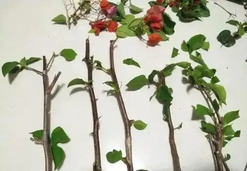 原创扦插三角梅这样的枝条最容易生根原来很多人都弄错了