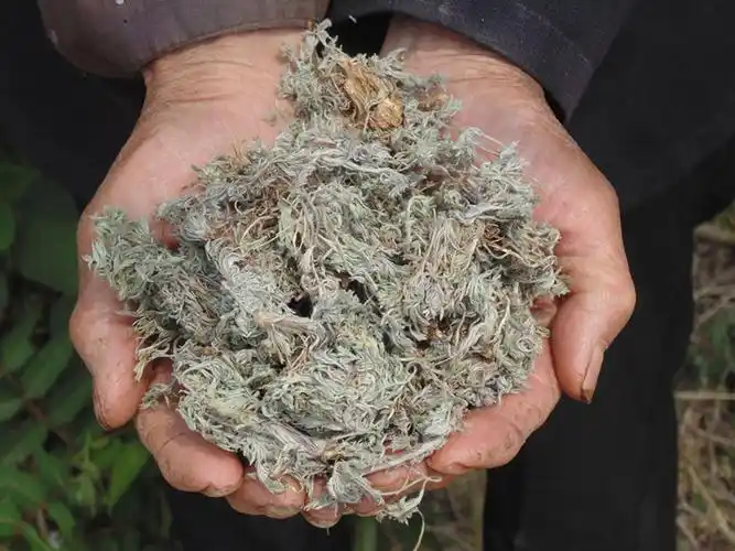 沂蒙山野生茵陈 整颗带根250克中药材绵茵陈红枣茵陈茶白蒿茵陈蒿