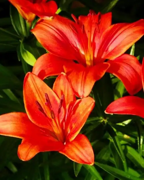 红红火火喜气洋洋火百合