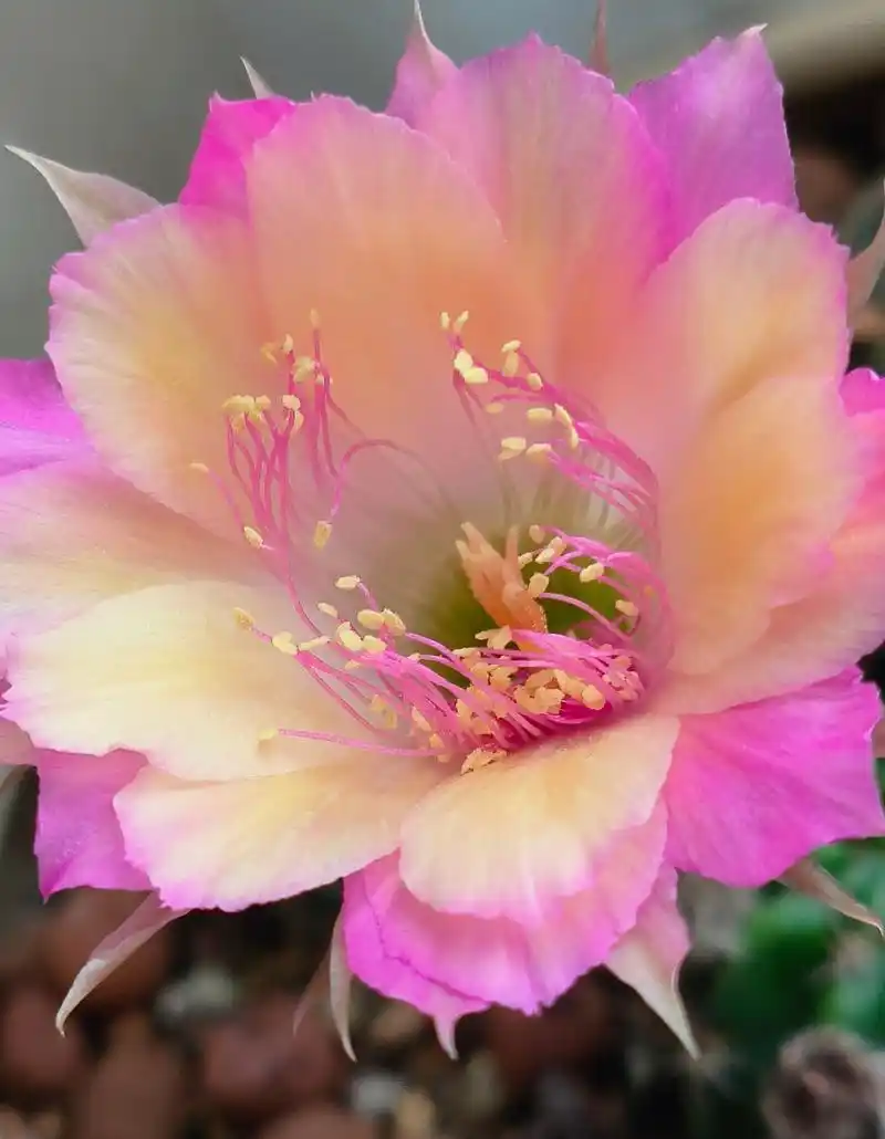 极光仙人球花,希望之花绽放,为你带来幸福与快乐.