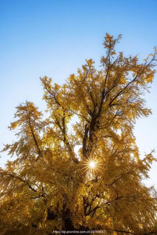 【千年银杏摄影图片】风光摄影_太平洋电脑网摄影部落