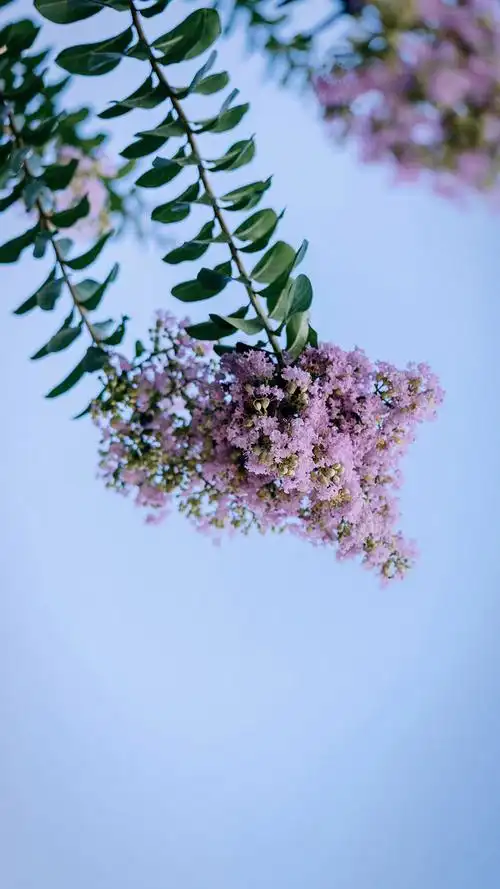 森系小清新风景手机壁纸图片