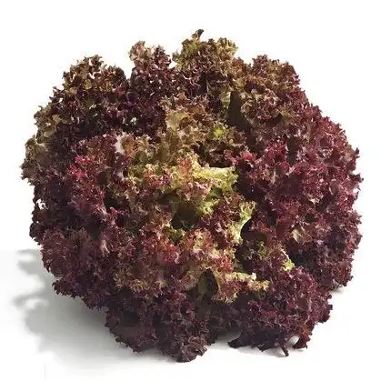 红叶250g罗莎红新鲜蔬菜沙拉菜生菜