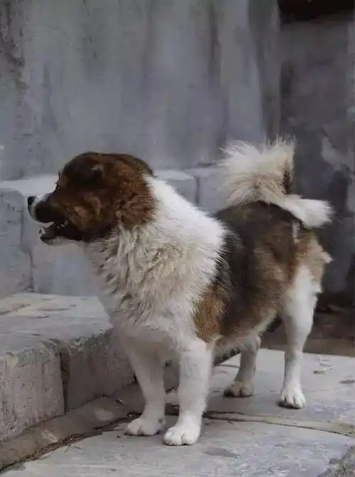 独自给主人送饭,就凭这点,宠物狗绝对做不到|田园|送饭|土狗_新浪新闻