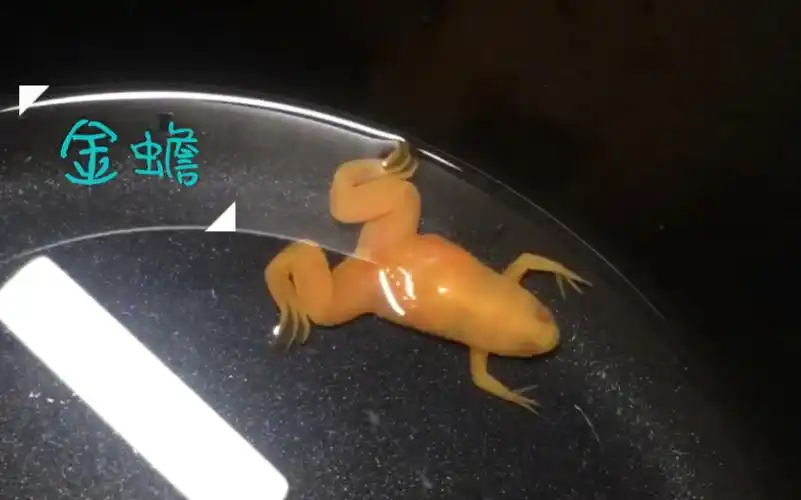 逗逗小黄金蛙富贵蛙