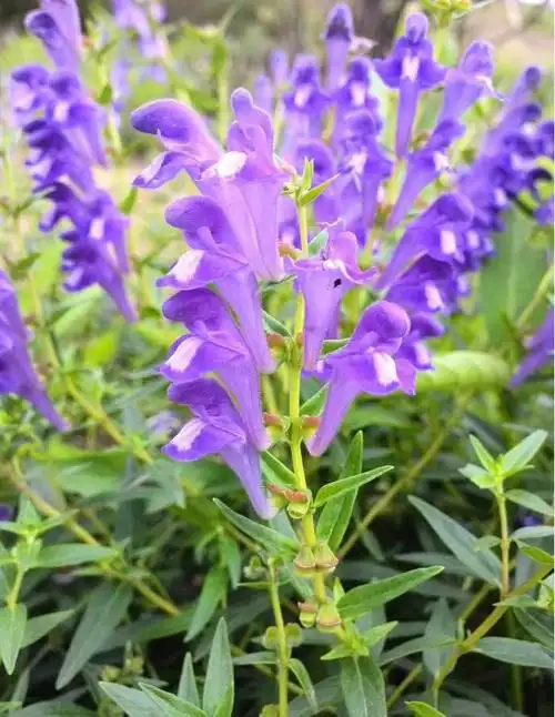 黄芩外用的功效与作用(黄芩外用治皮肤病吗) | 锁阳号_分享各种的功效