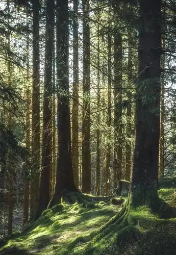 挪威森林-精灵国度