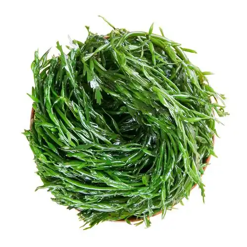 荣成长寿菜马尾藻羊栖菜海草海藻海菜海白菜凉拌菜火锅食材新鲜