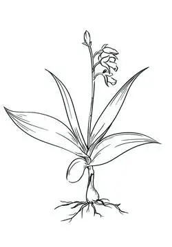 白芨设计图__绘画书法_文化艺术_设计图库_昵图网nipic.com