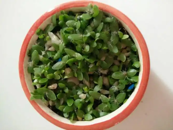 火龙果籽种的小盆栽