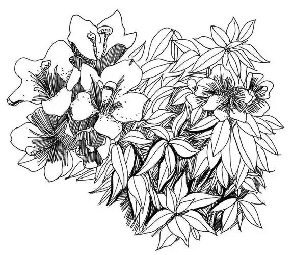 零基础速写教程:分步骤讲解灌木的特点及画法,简单易学,快临摹