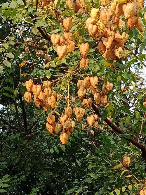 栾树的果实金黄灿烂,我们的收获,如这饱满的果实一般