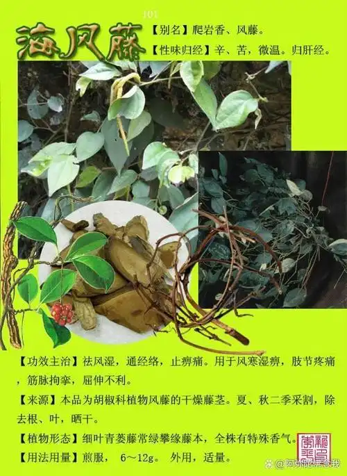 中草药海风藤功效