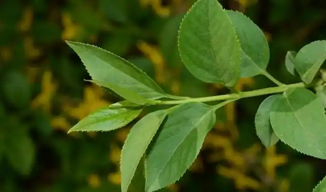 p>卵叶连翘(学名: i>forsythia ovata /i> nakai)是木犀科,连翘属