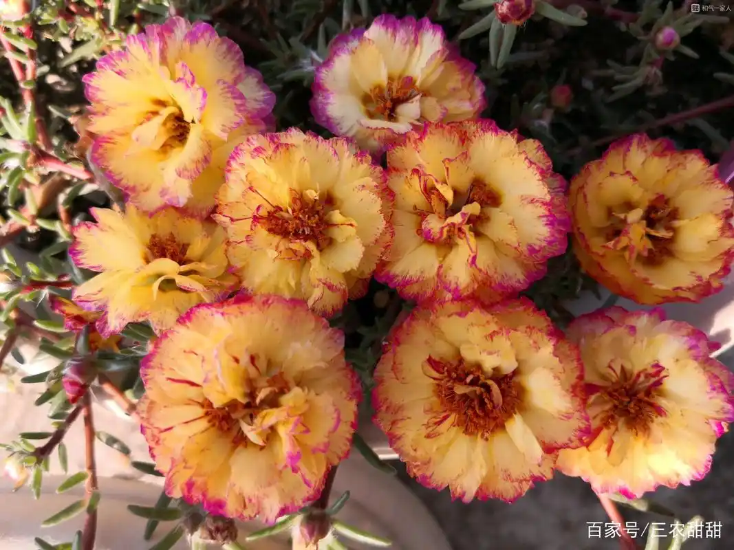 重瓣太阳花——纸醉金迷,美过牡丹,艳过杜鹃,一年开三季,超赞