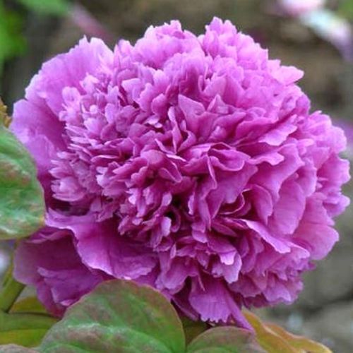 洛阳品种牡丹花重瓣大花冠8年树龄8分支正宗基地现挖直发阳台耐寒