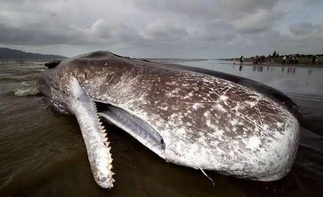 抹香鲸还是现存最大的齿鲸,它有没有天敌呢?