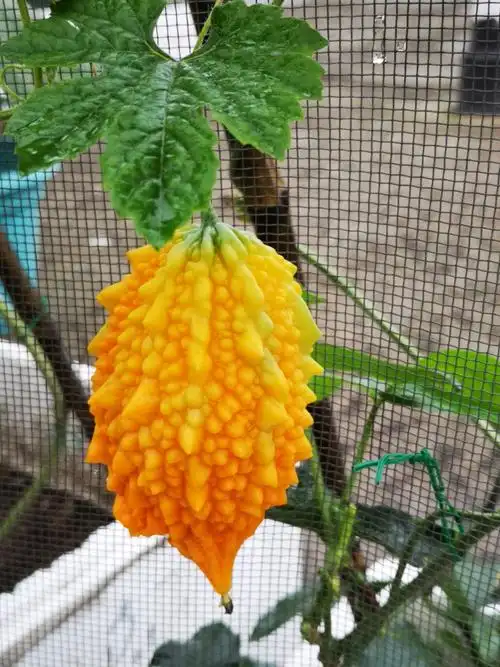 雨后的菜园 - 美篇