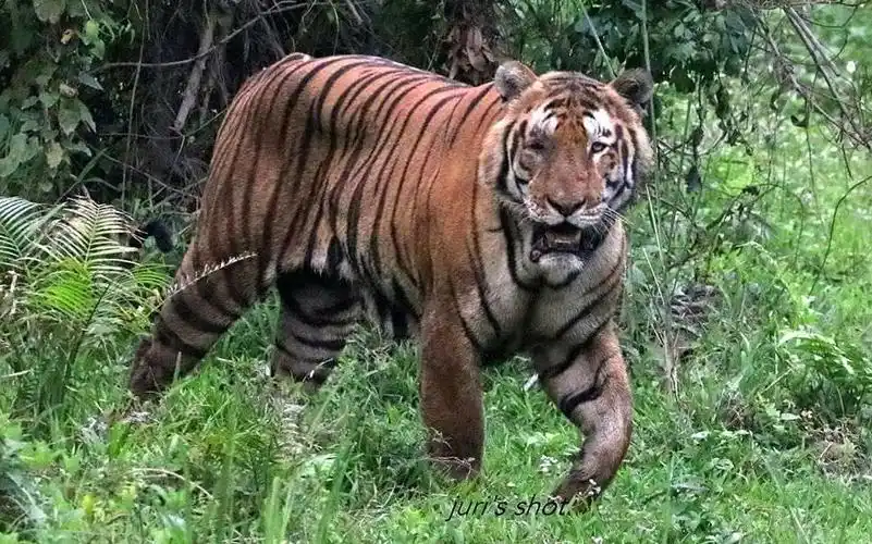 卡齐兰加雄虎独眼男kazi60凄惨的晚年生活