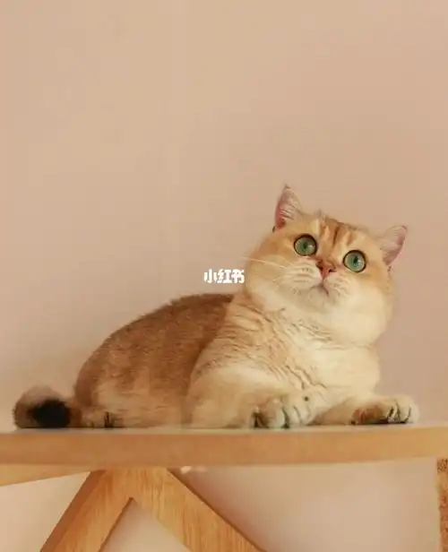 金渐层种公名字叫大眼 两岁多,没有任何健康问题,由