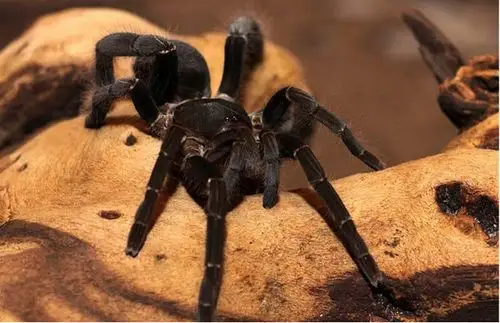 世界上最大的蜘蛛排名top10 巨型狼蛛腿长28厘米