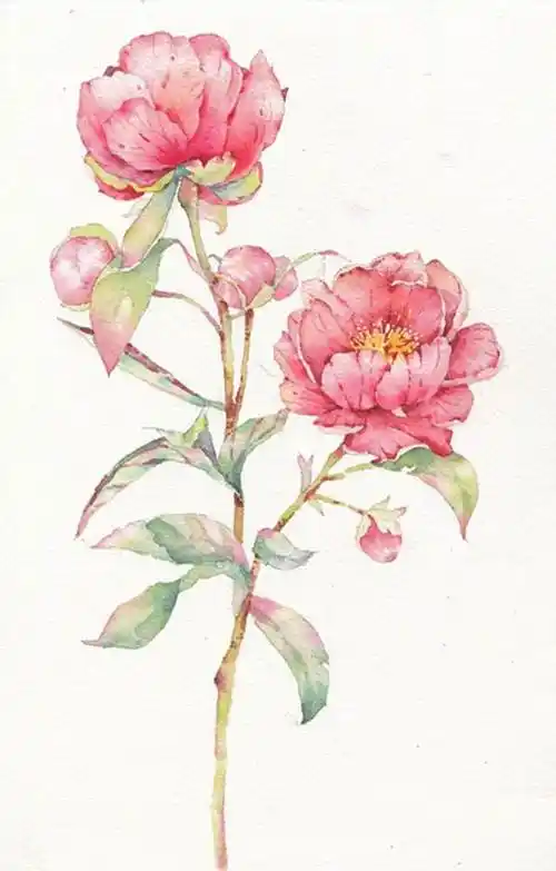 牡丹花水彩画教程 牡丹花水彩画步骤 - 水彩迷