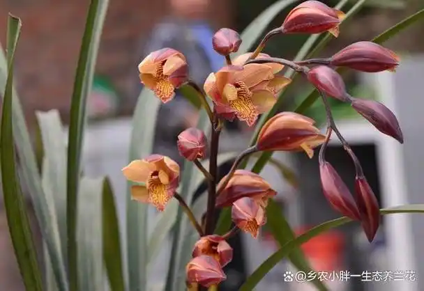 四川兰花品种认识了解(川西兰)