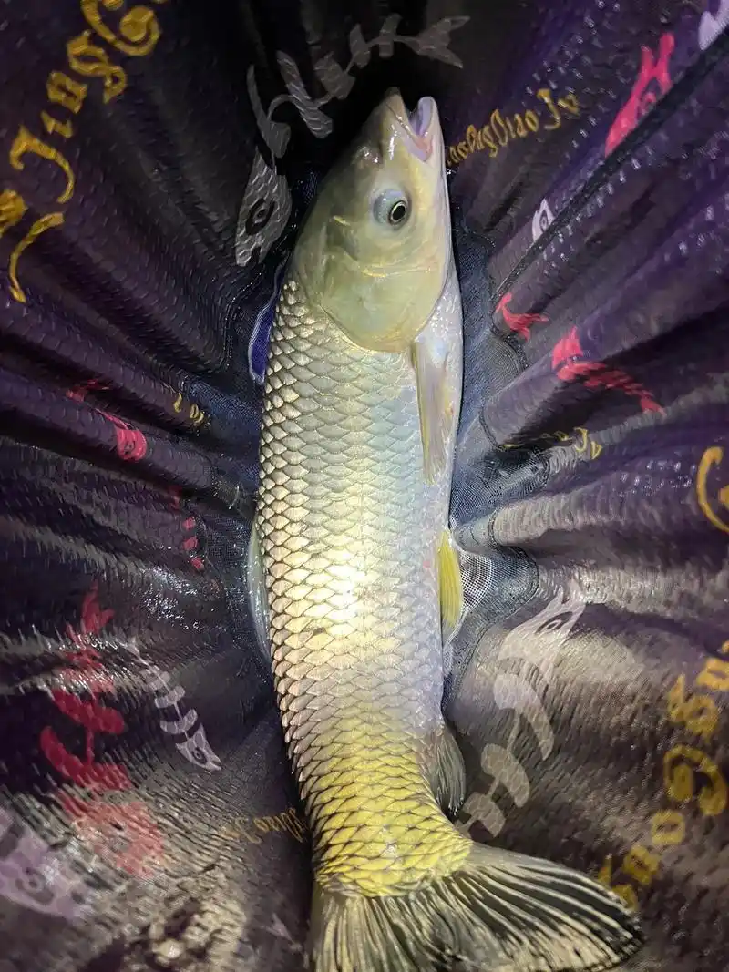 今日渔获:草鱼4斤 鲤鱼9斤 一条斤鲫 若干条荷花鲤 #20 - 抖音