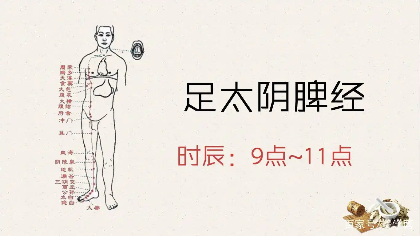 美容师知识:12经络养生脾经(9:00-11:00)