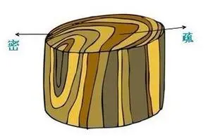 树的年轮较密的地方向着树的年轮较密的地方向着什么方向