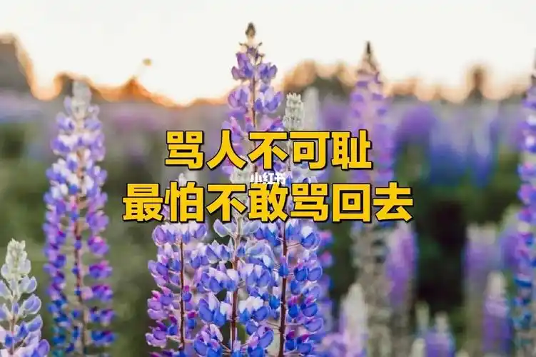 女孩骂人不可耻可耻的是被骂不敢反击