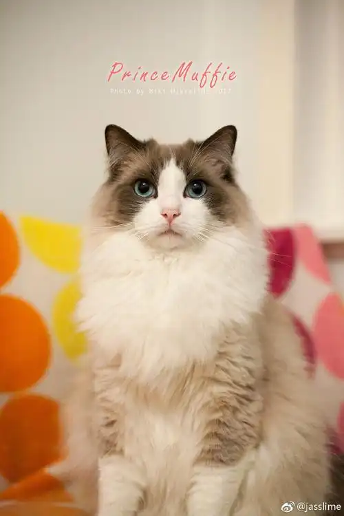 给大家介绍这只超美貌布偶muffie