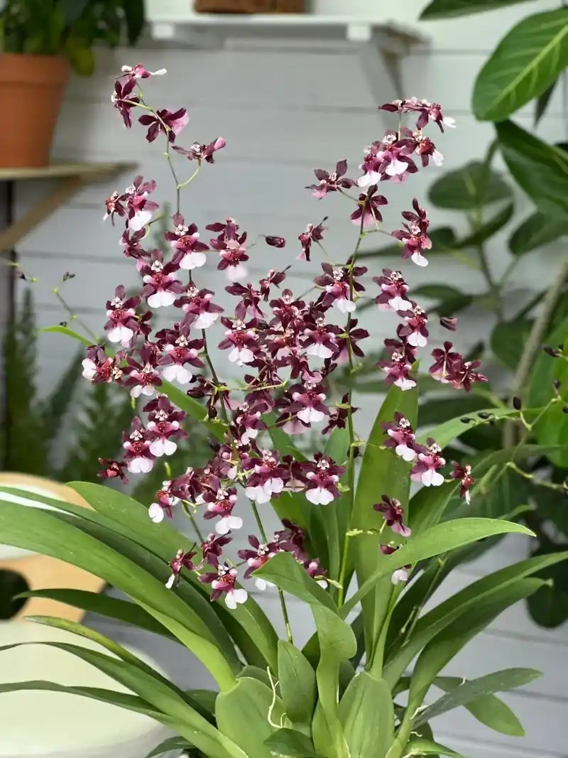 泰国香水文心兰 浓浓的巧克力香味 花量巨大 香味浓郁