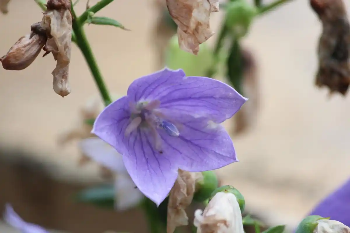 花卉摄影之桔梗花,非常喜欢这个淡紫色的小花,清新脱俗,非常淡雅.