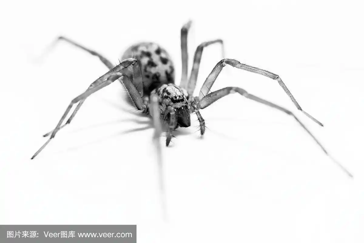 黑白微距蜘蛛照片蜘蛛在一个白色的背景