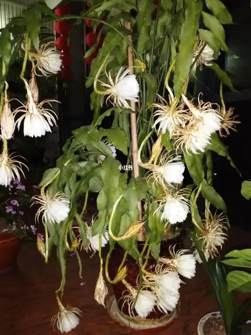 连看了两晚昙花开放