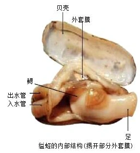 大多数软体动物用来保护自己身体的结构是( )