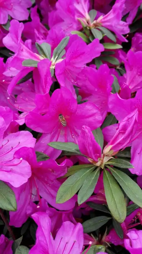 美丽的杜鹃花!粉色这株最奇特,居然开出几朵白色的花!